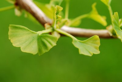 Ginkgo biloba 'Variegata' - jinan dvoulaločný - pupen list